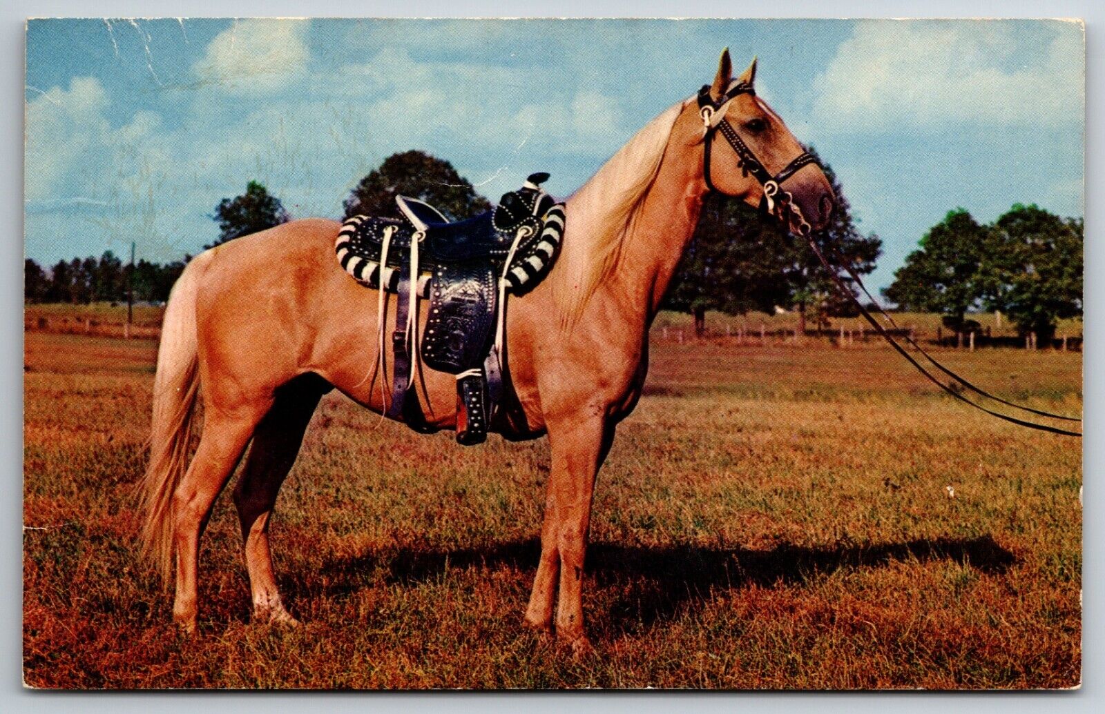 Palomino Pony Saddled Horse In Pasture Unused Vintage Chrome  Postcard