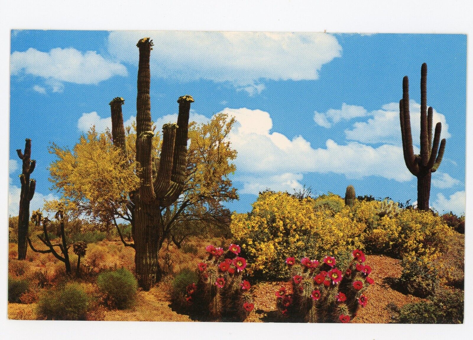 Springtime in the Desert Saguaros Cactus Palo Verdes Postcard