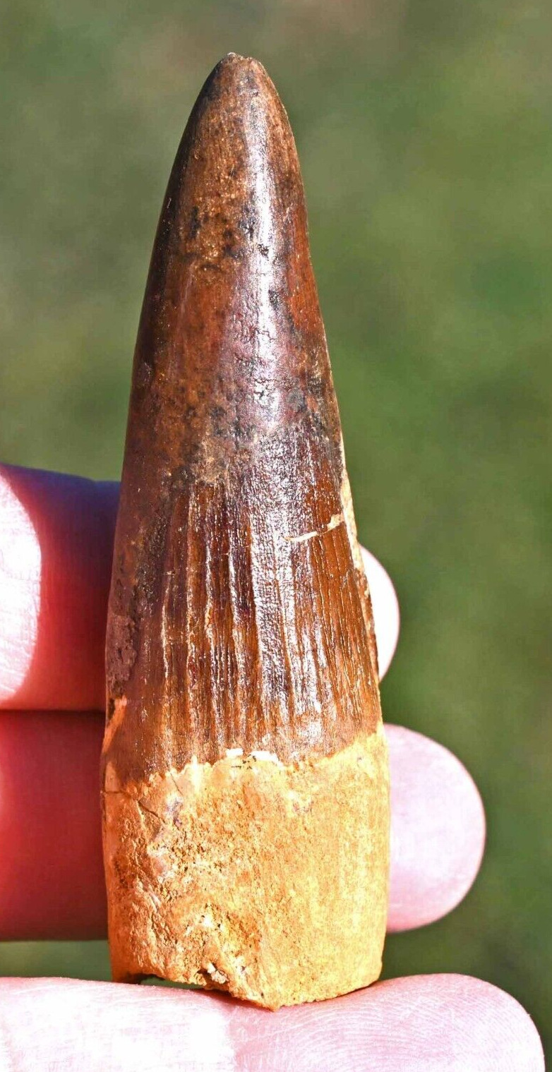 Spinosaurus tooth 3.2 inches, from Morocco  #1