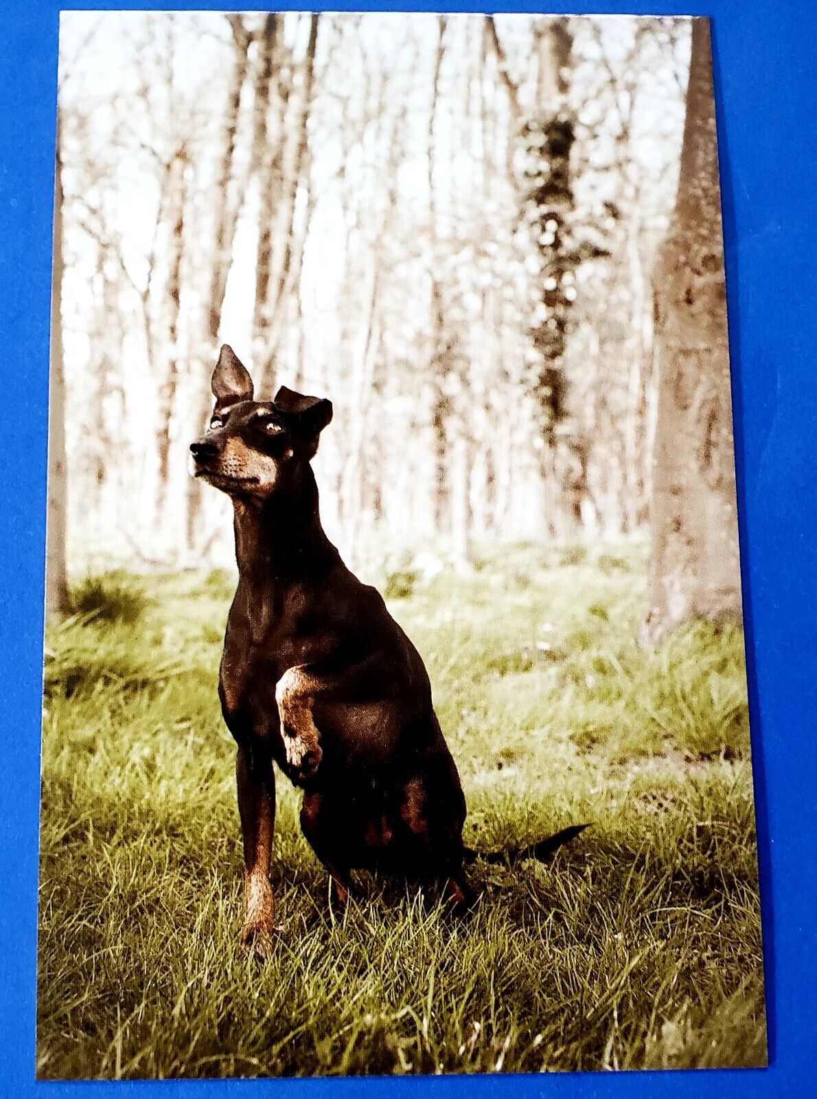 Postcard Manchester Terrier Dog Astrid Harrisson Art Card 6\
