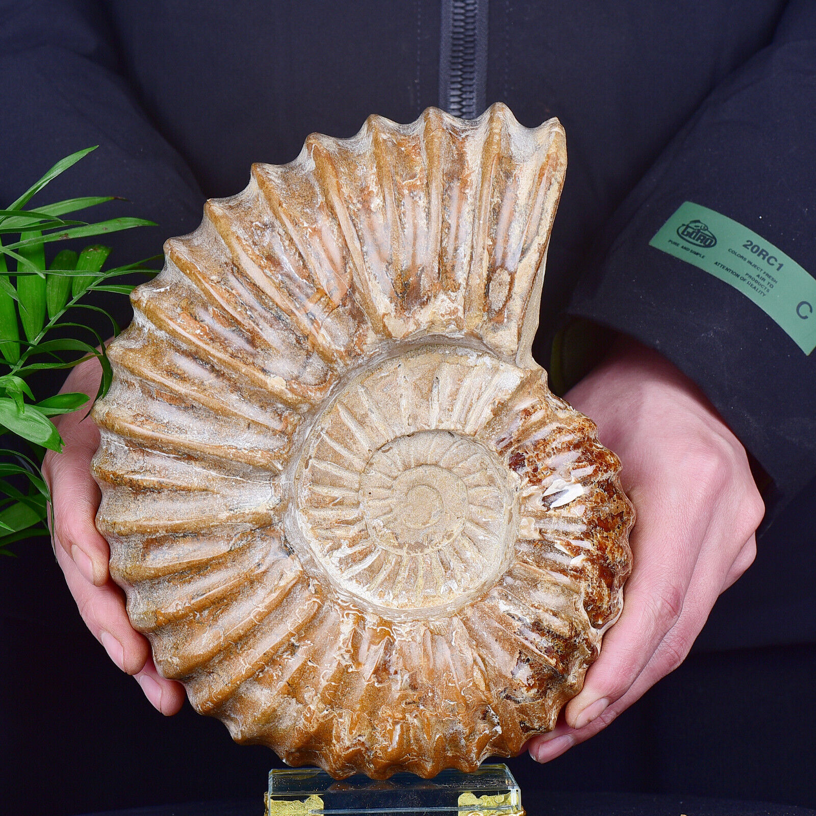 9.3LB Natural Ammonite Fossil Conch Quartz Crystal Specimen
