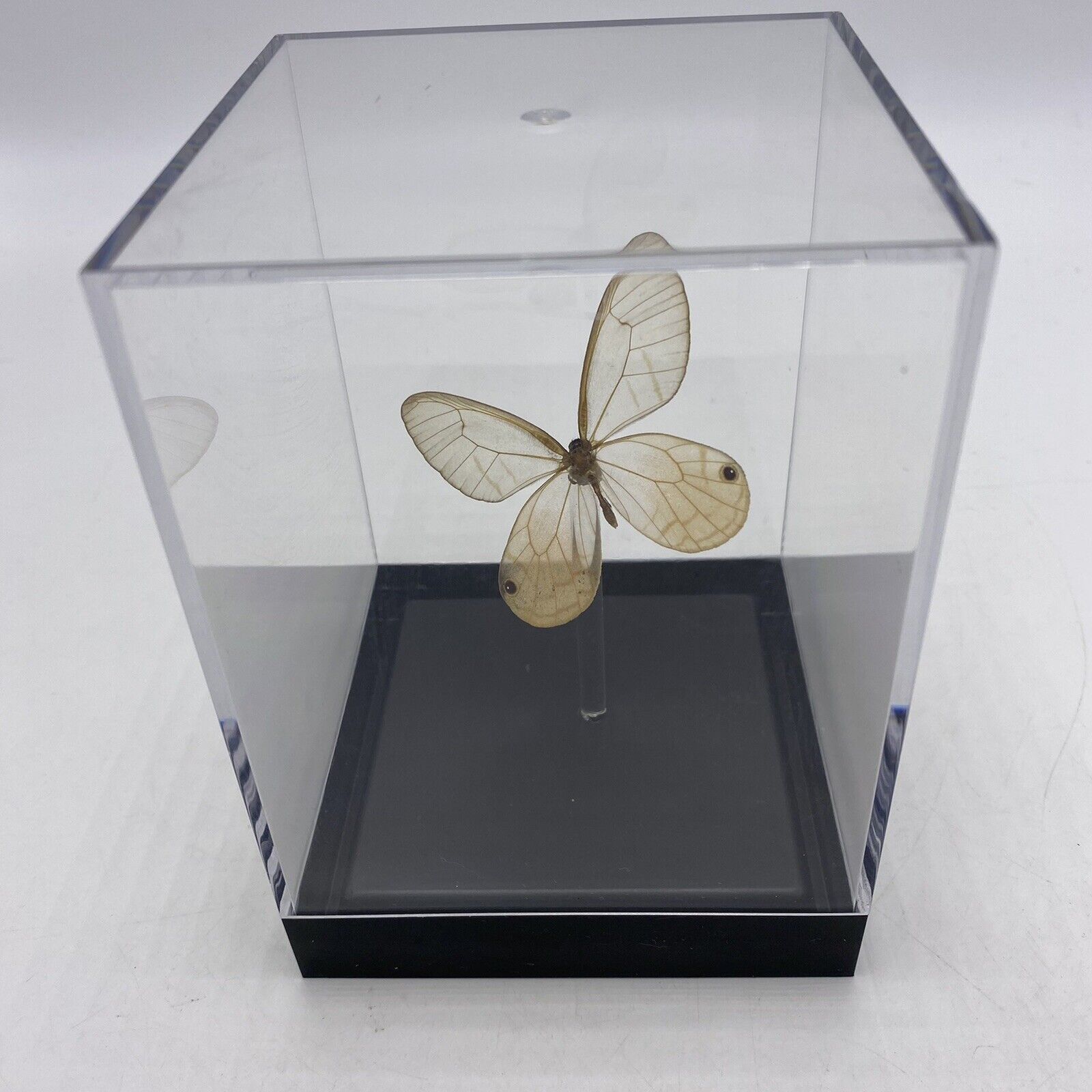 Butterfly Taxidermy Mounted in Acrylic Case Sealed Moth See Through 5\