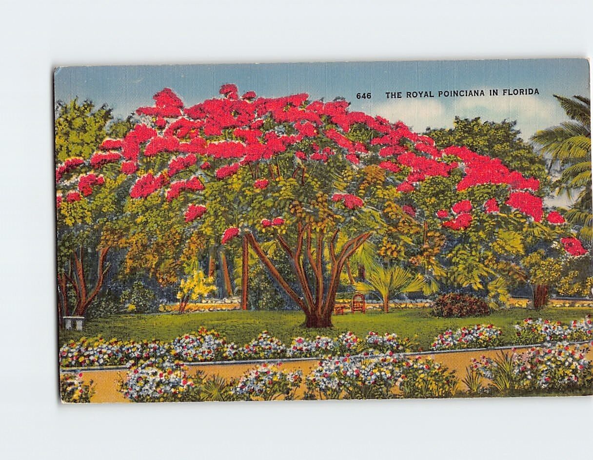 Postcard The Royal Poinciana in Florida USA