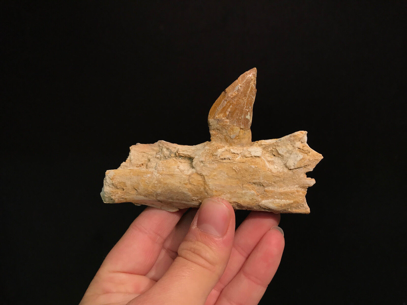 Superb Dent De Basilosaurus (Zeuglodon) Fossil/Fossil Tooth Top Rarity