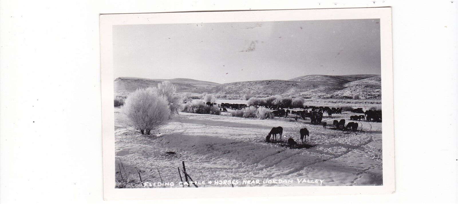 Feeding Cattle & Horses near Jordan Valley / real photo postcard 