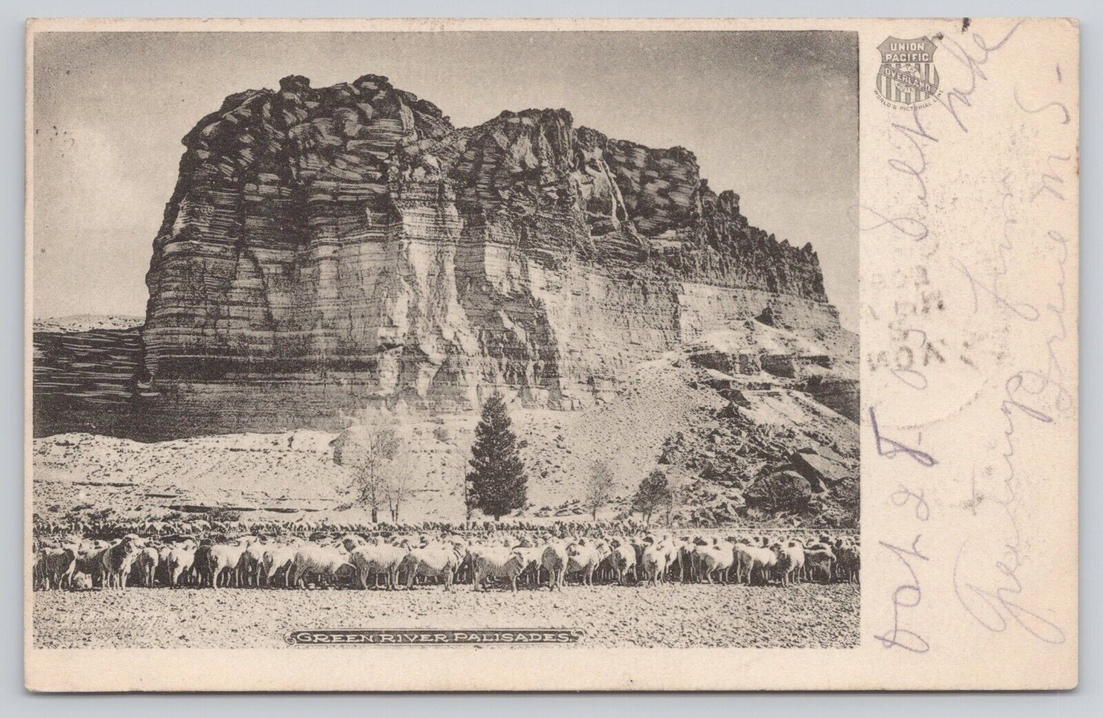 1905 Green River Palisades WY Sheep Herd Union Pacific Overland Route Postcard
