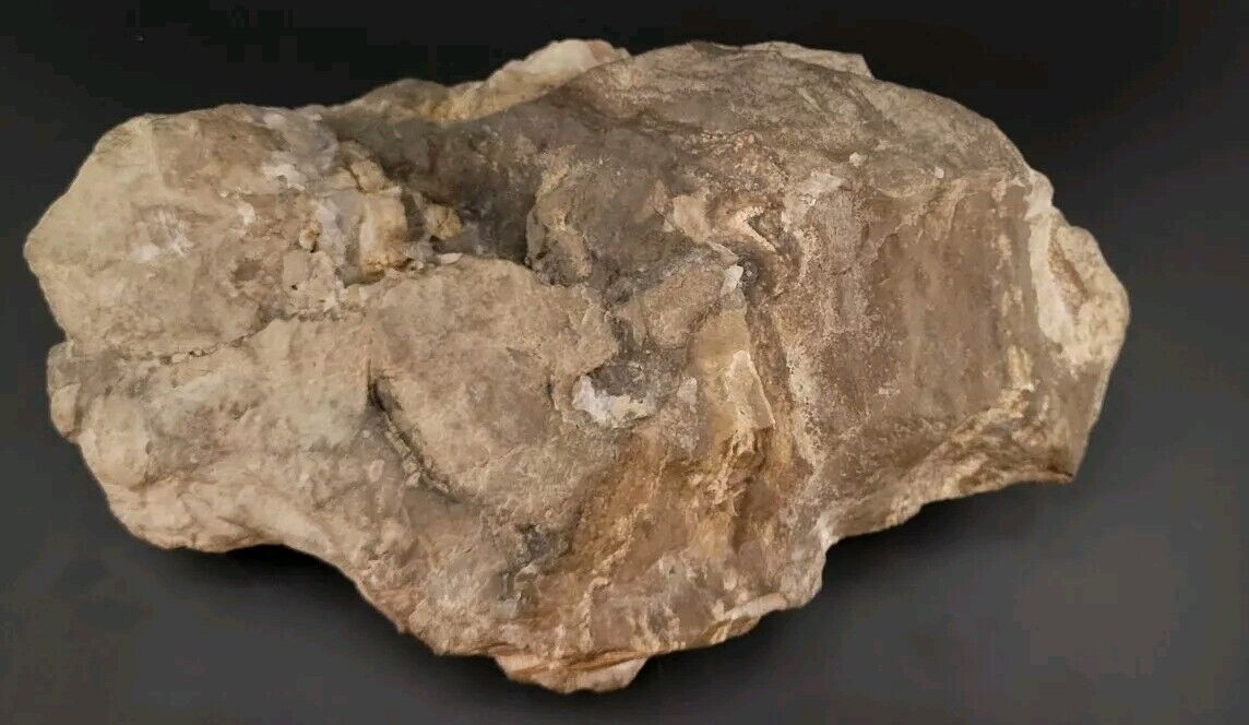 Fossilized Fish In Stone Matrix