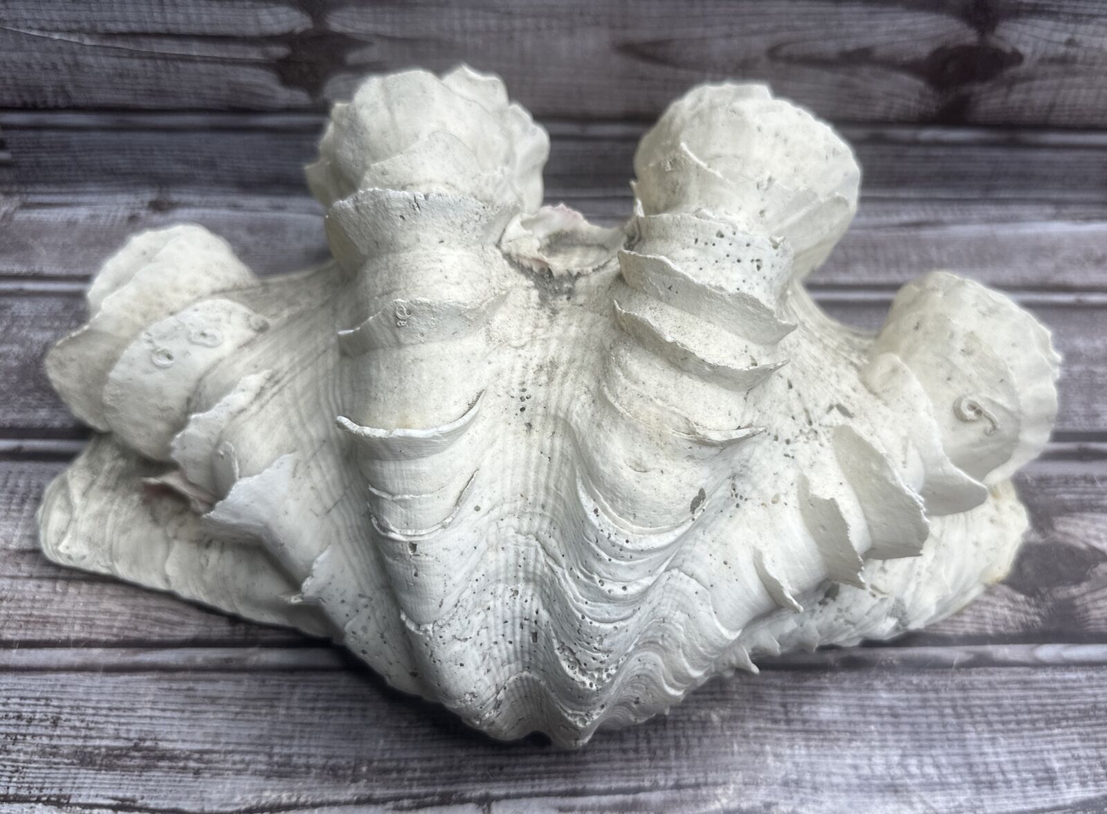 Ruffled 1/2 Clam Shell Tridacna Gigas Sea Shell 11”L x 7”W  x 4” T