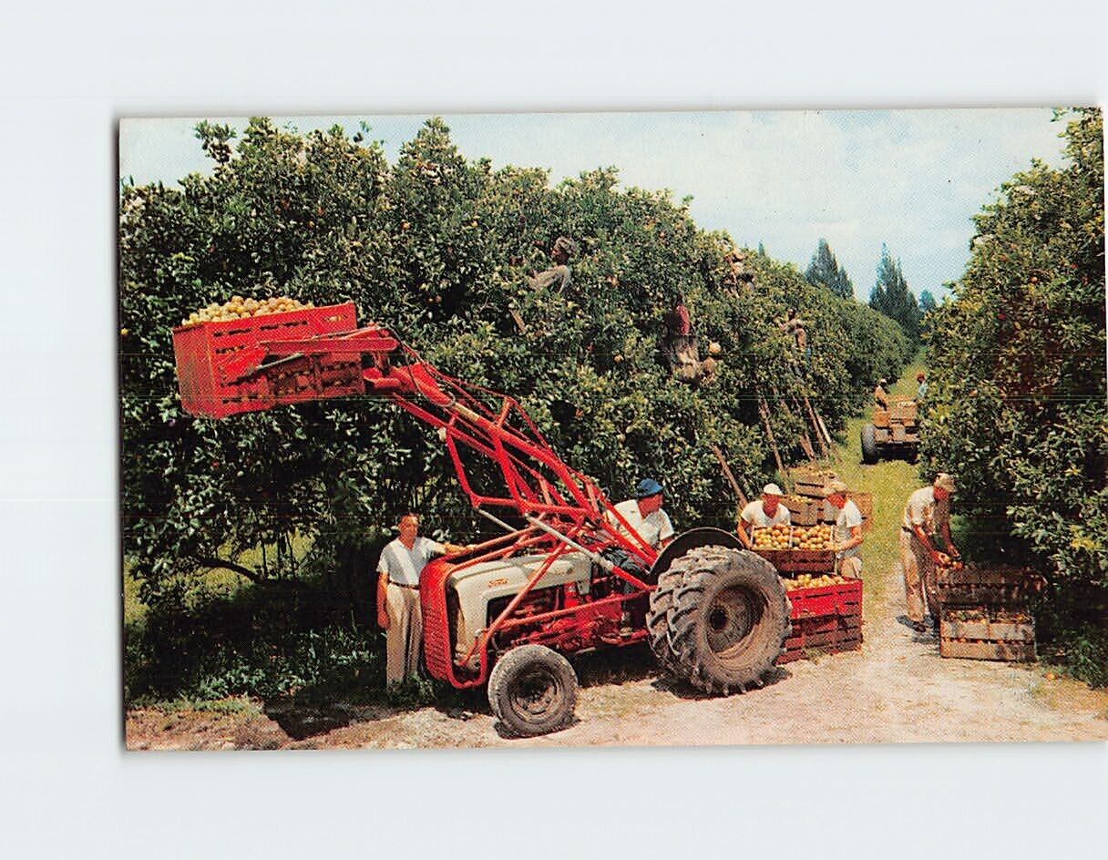 Postcard Citrus Harvest in Florida USA