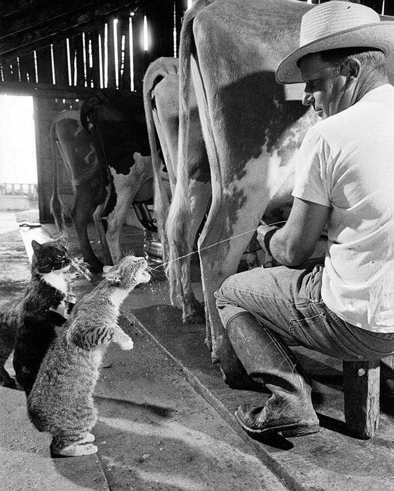 1954 CATS Drinking FRESH MILK from a Cow Cute Retro Farm Picture Photo 5x7