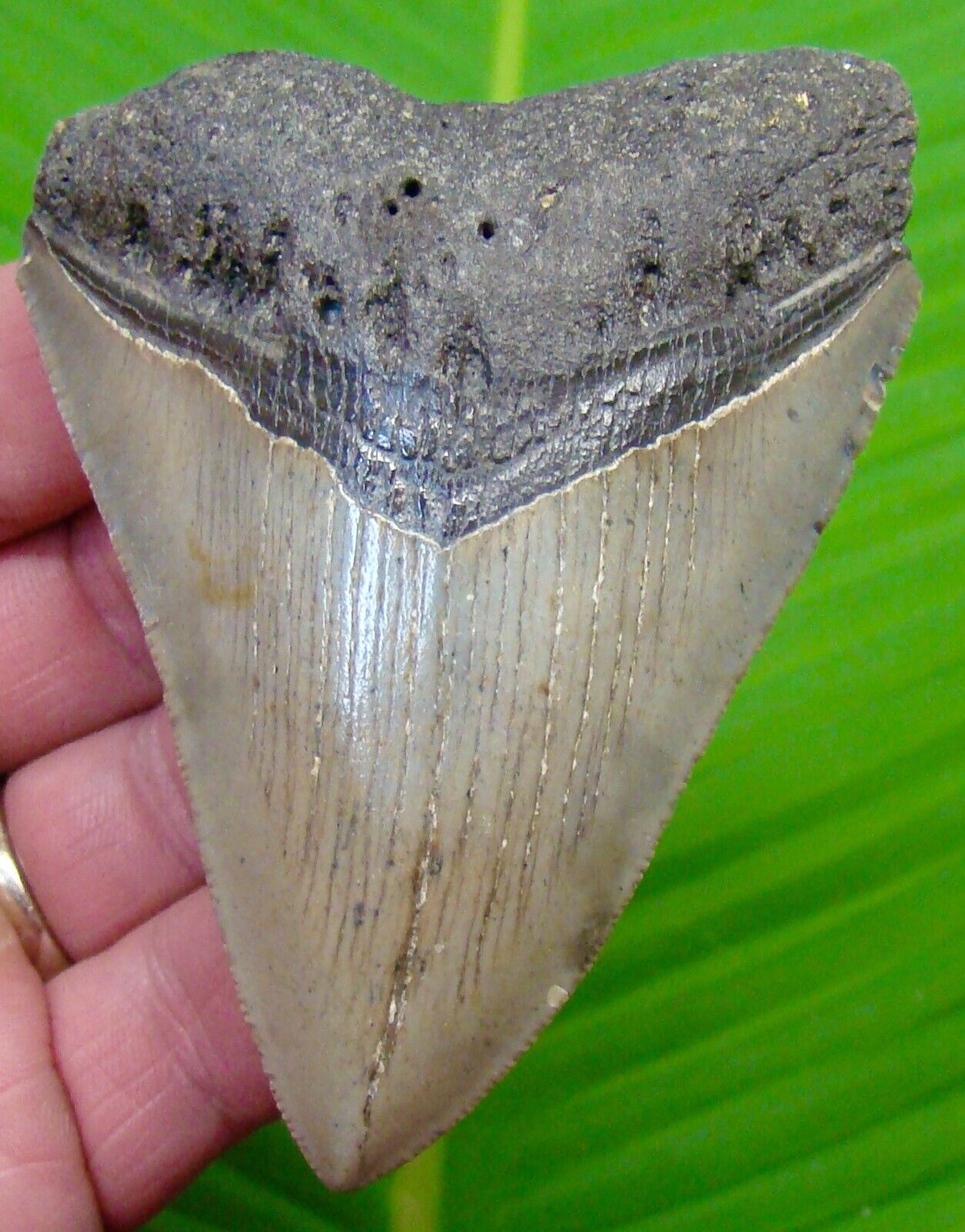 MEGALODON SHARK TOOTH  - 3 & 7/8 in.  NO RESTORATIONS  - REAL MEGLADONE FOSSIL