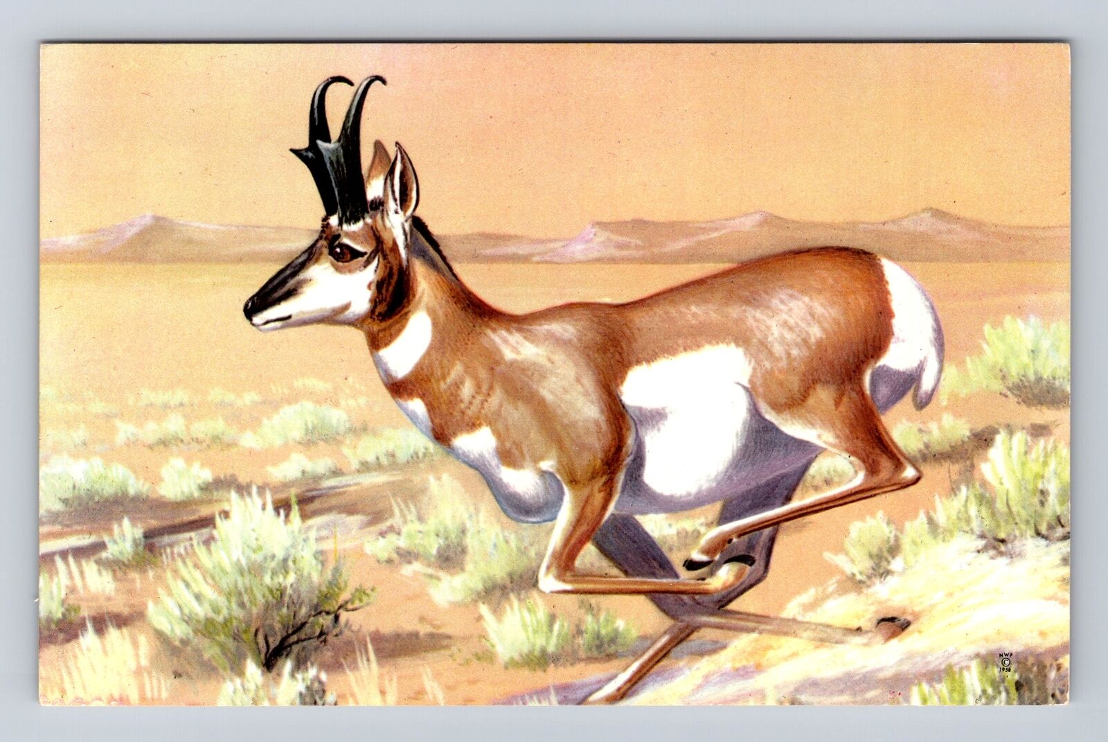 Pronghorn, Painted by Maynard Reece, Animal, Antique Vintage Souvenir Postcard