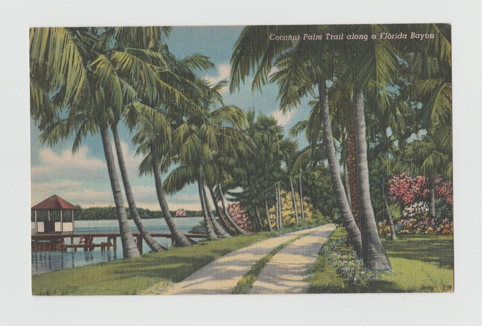 Postcard Bayou Florida Vintage Coconut Palm Trail c1940s Linen 454