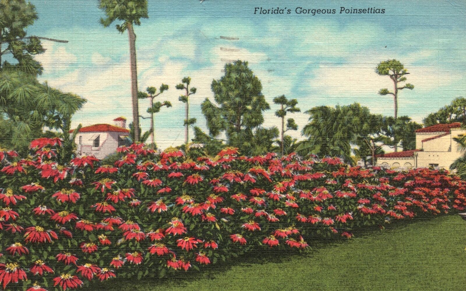 Vintage Postcard 1947 Florida and Gorgeous Poinsettias Tropical Florida Series
