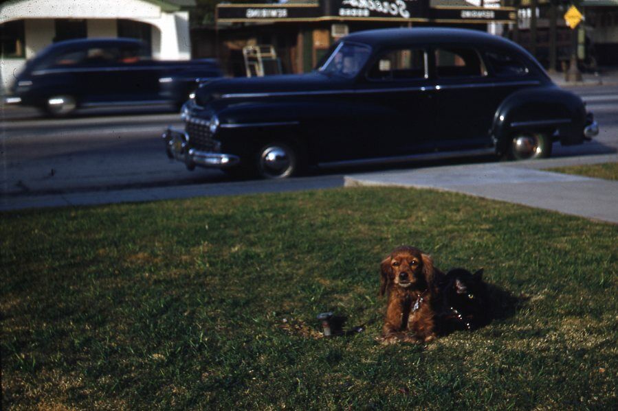 Kodak Slide 1950s Red Border Kodachrome Pupply and Black Cat in Yard