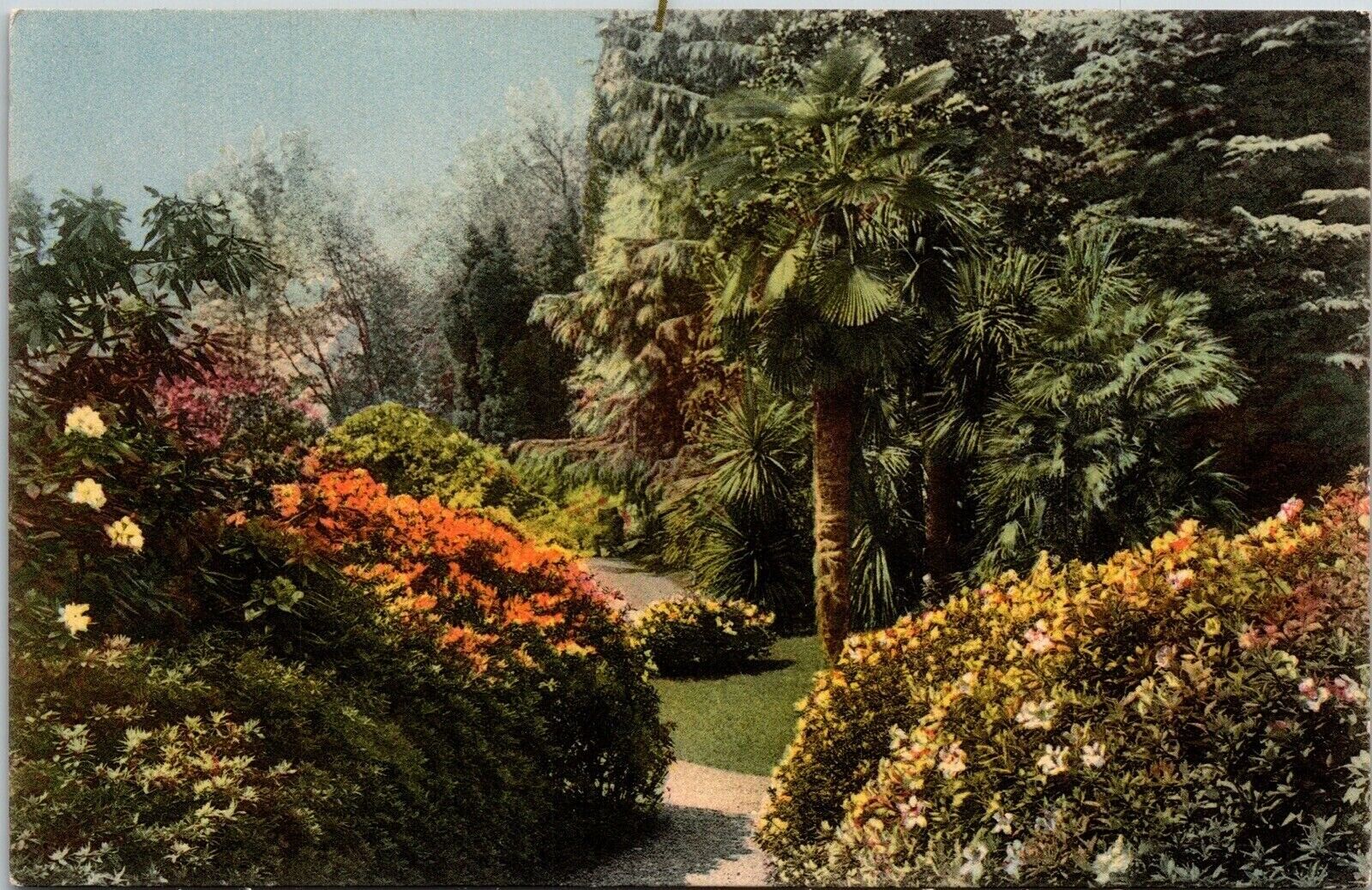 Giardino Della Villa Carlotta Vegetazione Subtropicale Postcard Unposted Vintage