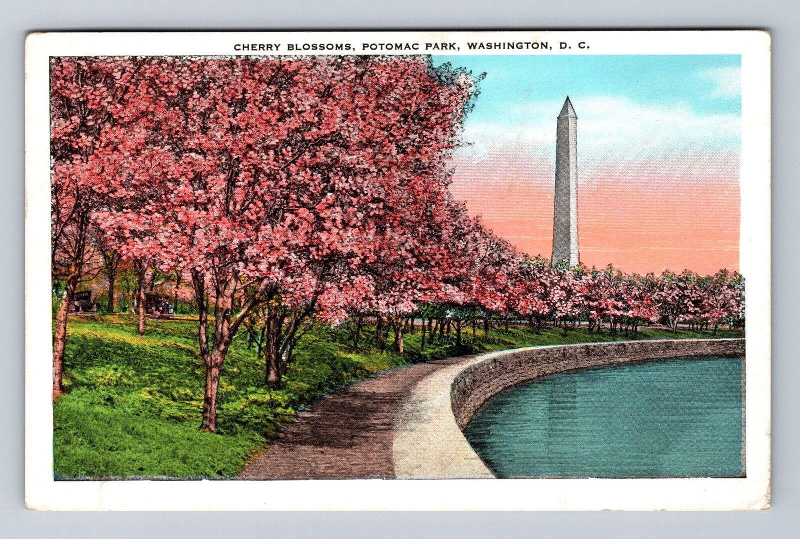 Washington DC, Cherry Blossoms, Potomac Park, Antique Vintage Postcard