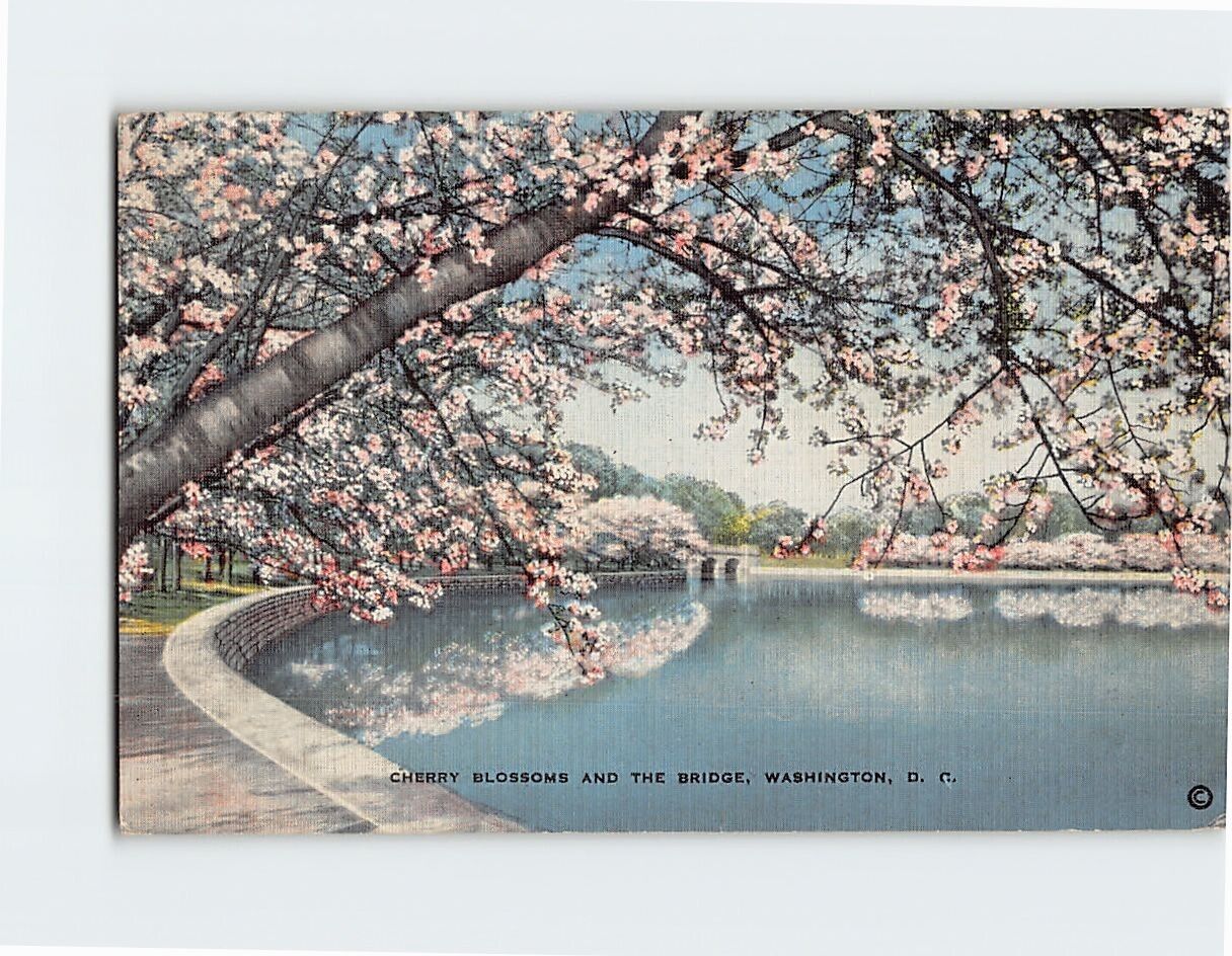 Postcard Cherry Blossom Trees in Bloom & the Bridge Washington DC USA