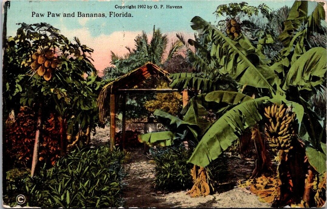 Postcard Paw Paw And Bananas Florida Feb 5 1906 Divided Back
