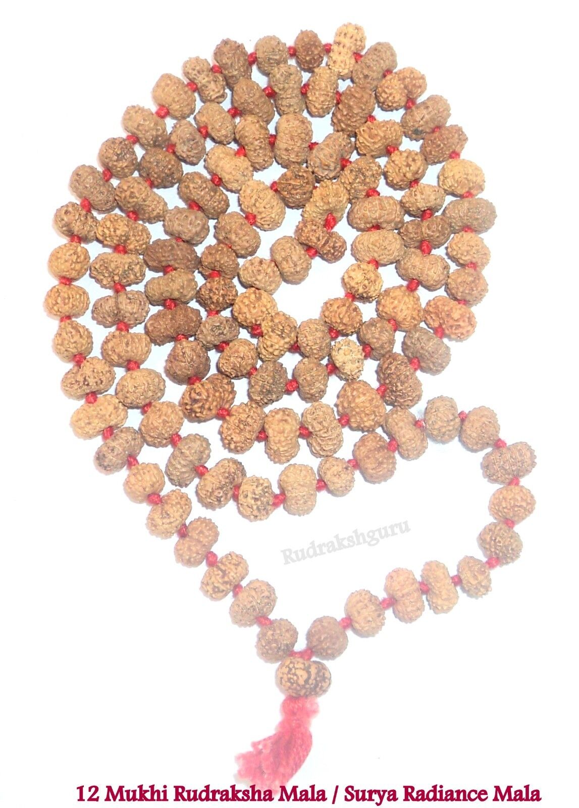 Rare 12 Mukhi Rudraksha Mala / Surya Radiance Mala / Twelve Face - 109 bead
