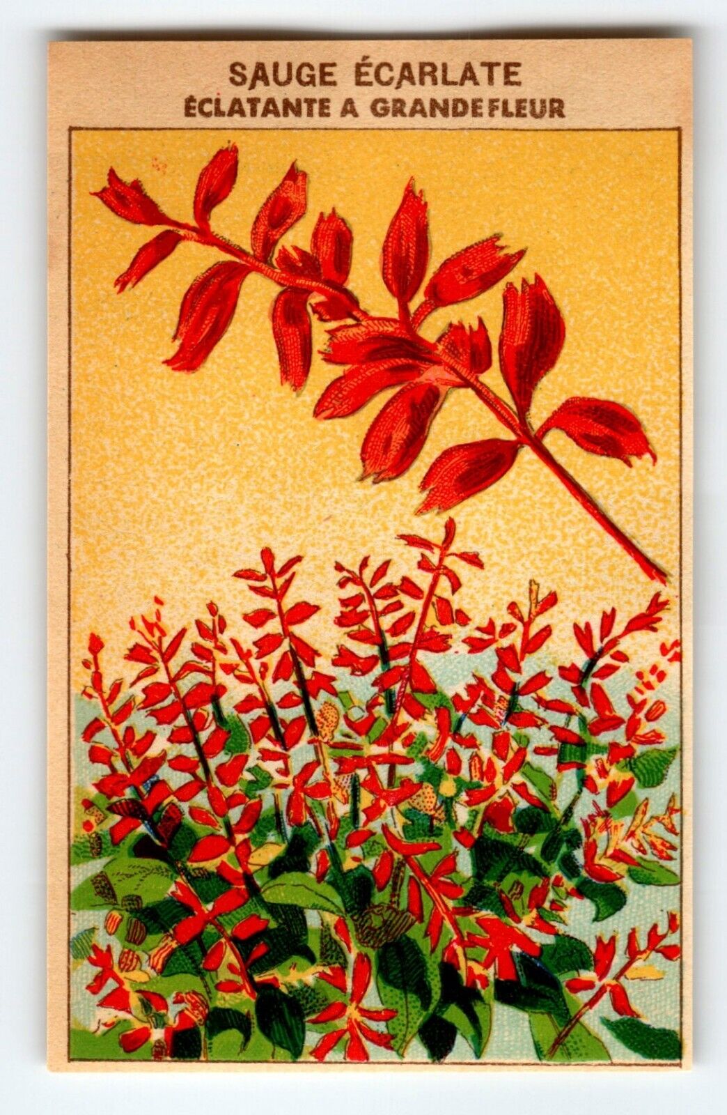 1920\'s Flower Seed Art Print SAUGE ECARLATE Lithograph Original Vintage Unused