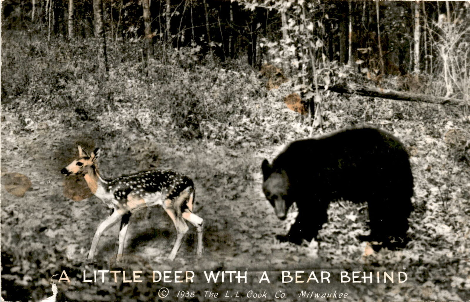 1938 L. L. Cook Co. Milwaukee Deer & Bear Postcard 2762 RPPC