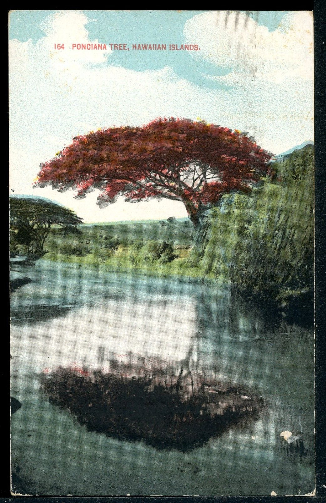 Early Poinciana Tree Hawaiian Islands Vintage Private Mailing Card M1444a