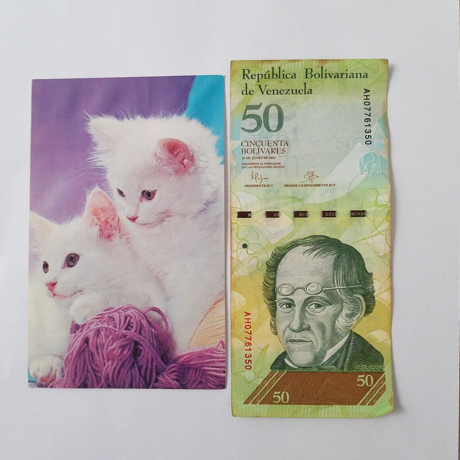 50 Venezuela note bolivares Postcard A Pair of Cuties White Cats 1960s Rectangle