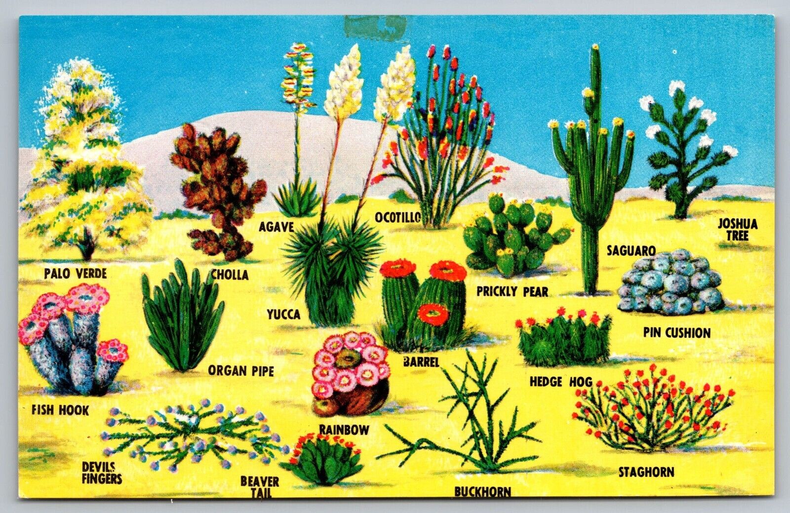 Abounding in the Southwestern Desert Cacti and Flora-Vintage Postcard—Unposted