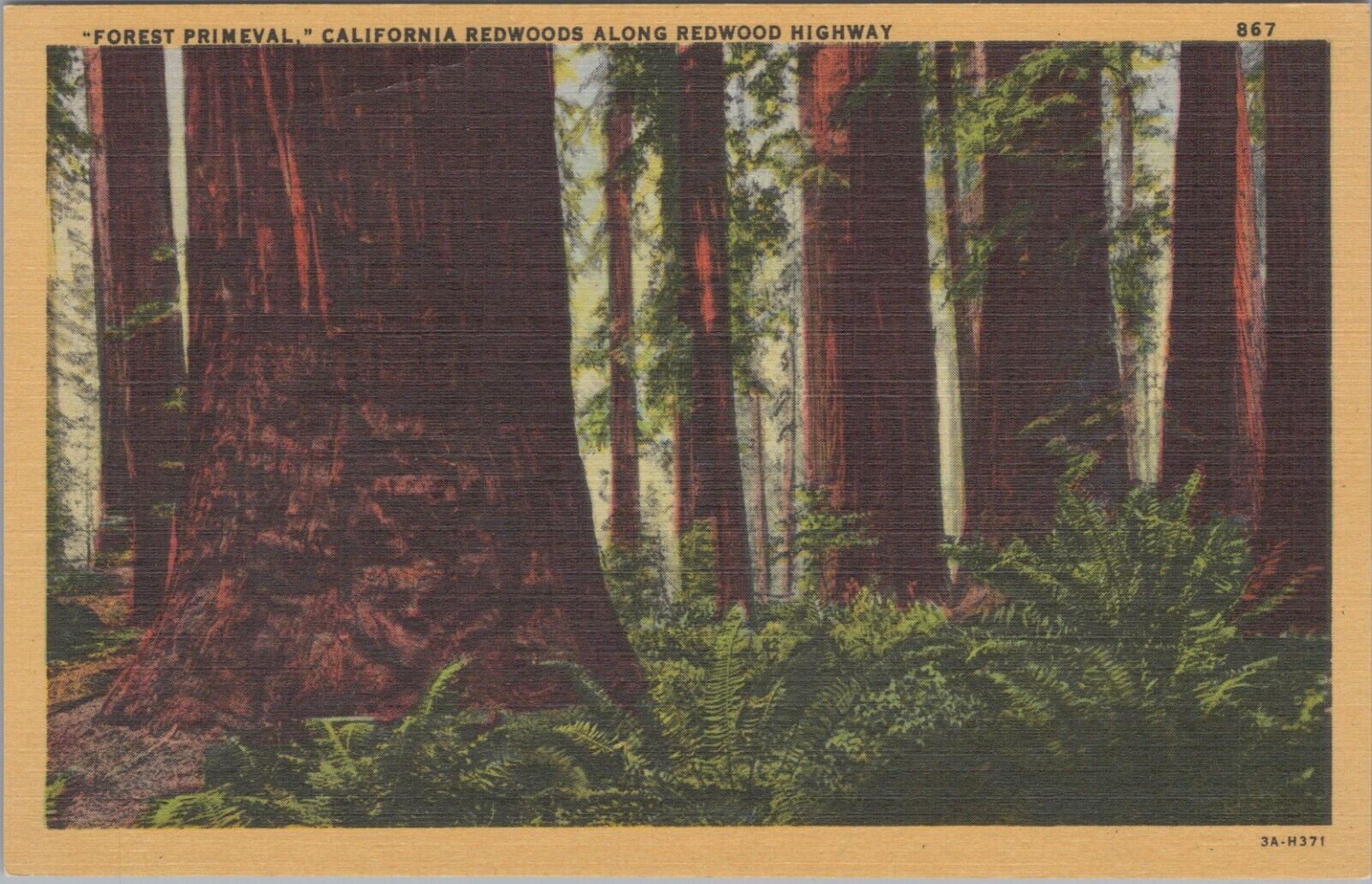 California Redwoods Along Redwood Highway Forest Primeval Postcard