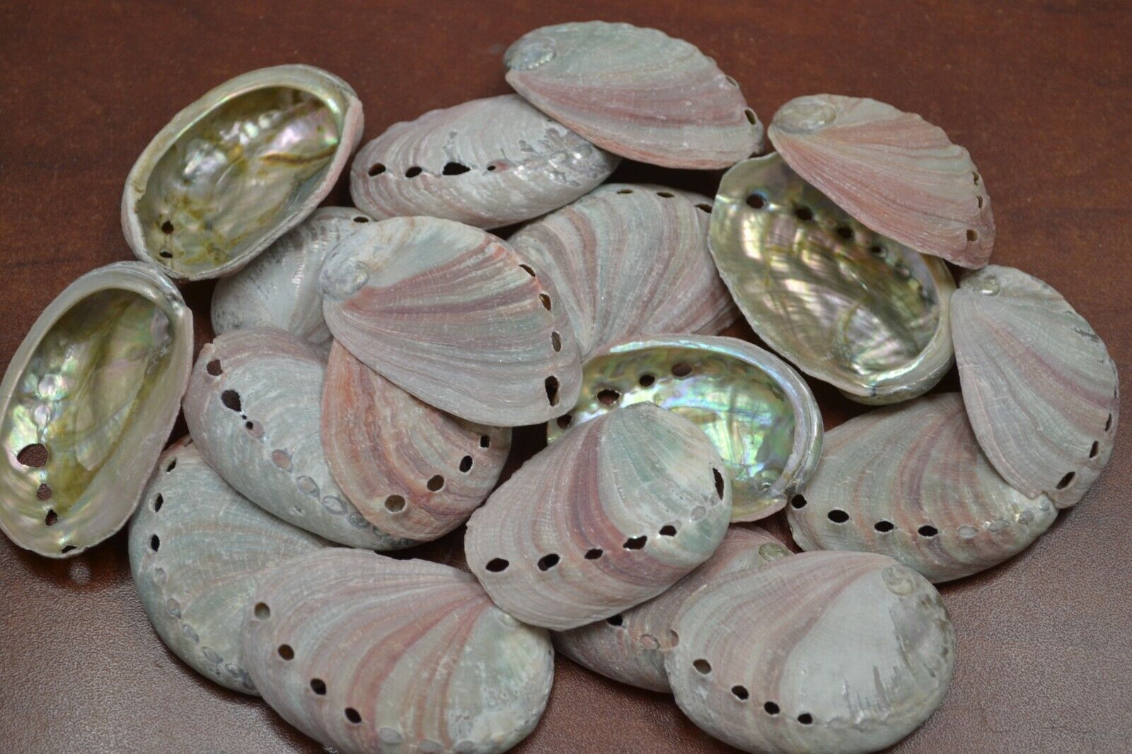 25 PCS NATURAL RED ABALONE SEA SHELL (ONE SIDE POLISHED) 2\