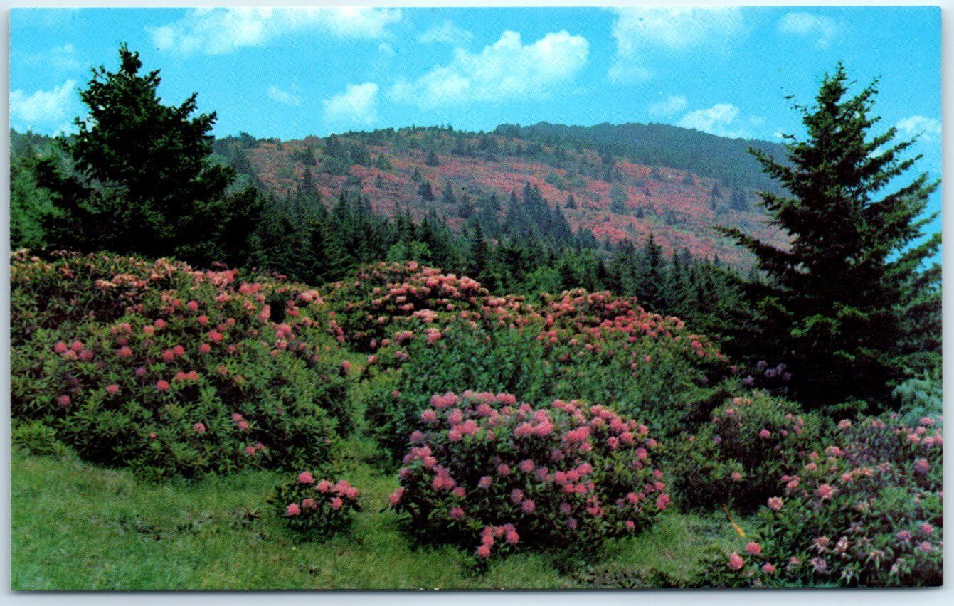 Postcard - Rhododendron in Full Bloom on Roan Mountain
