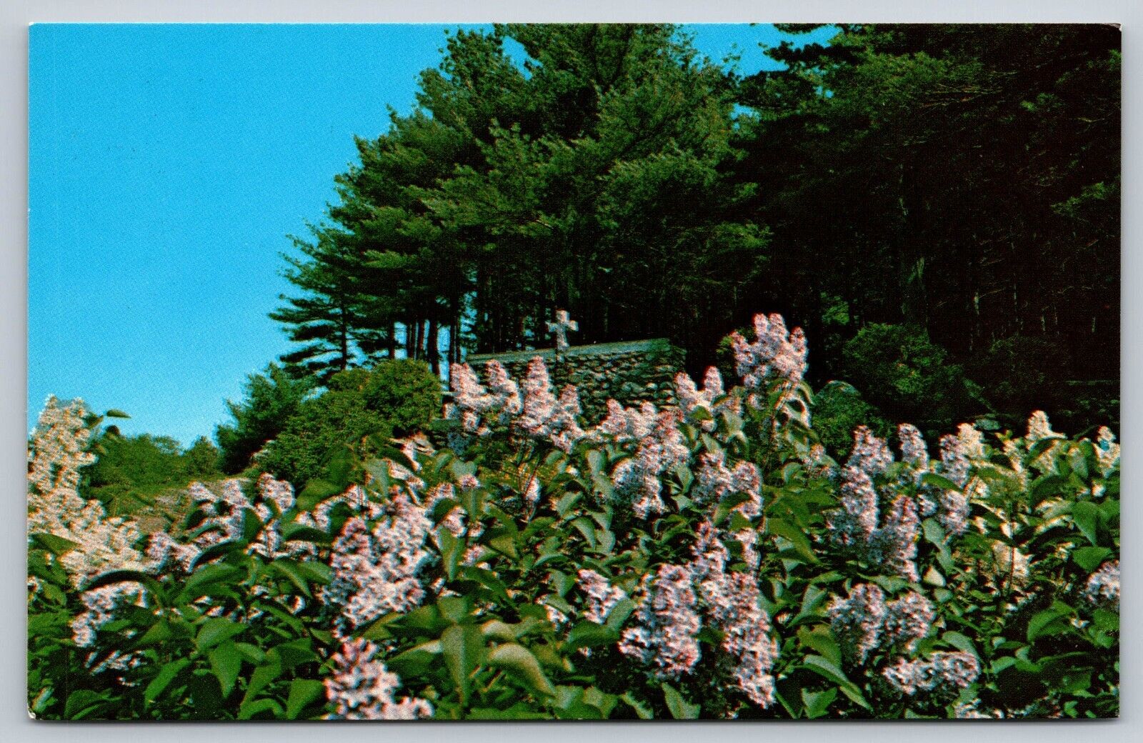 Postcard NH49 Lilacs State Flower of New Hampshire   [gm]