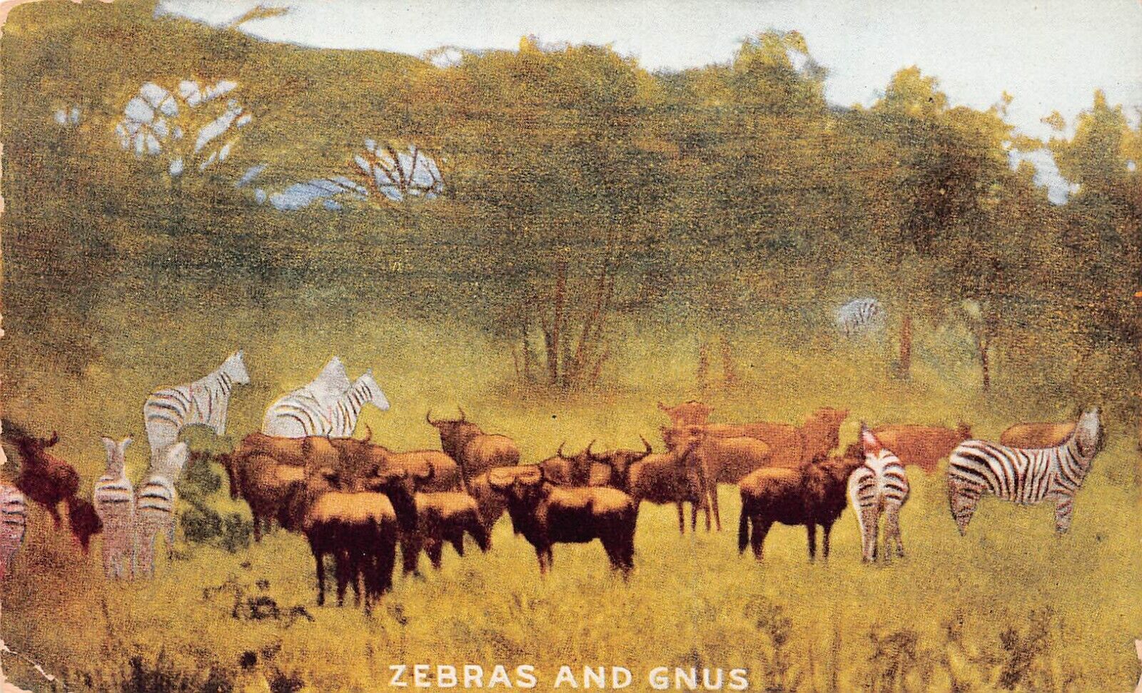 Teddy Roosevelt Safari Africa Trip Congo Zebra Gnus Hunting Vtg Postcard C27