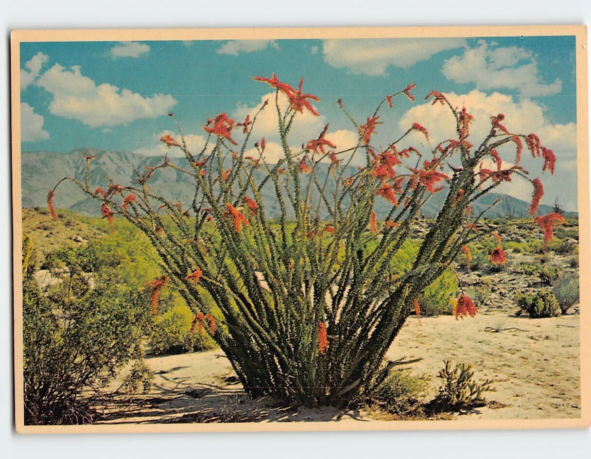Postcard Ocotillo Cactus Desert Springtime Arizona USA North America