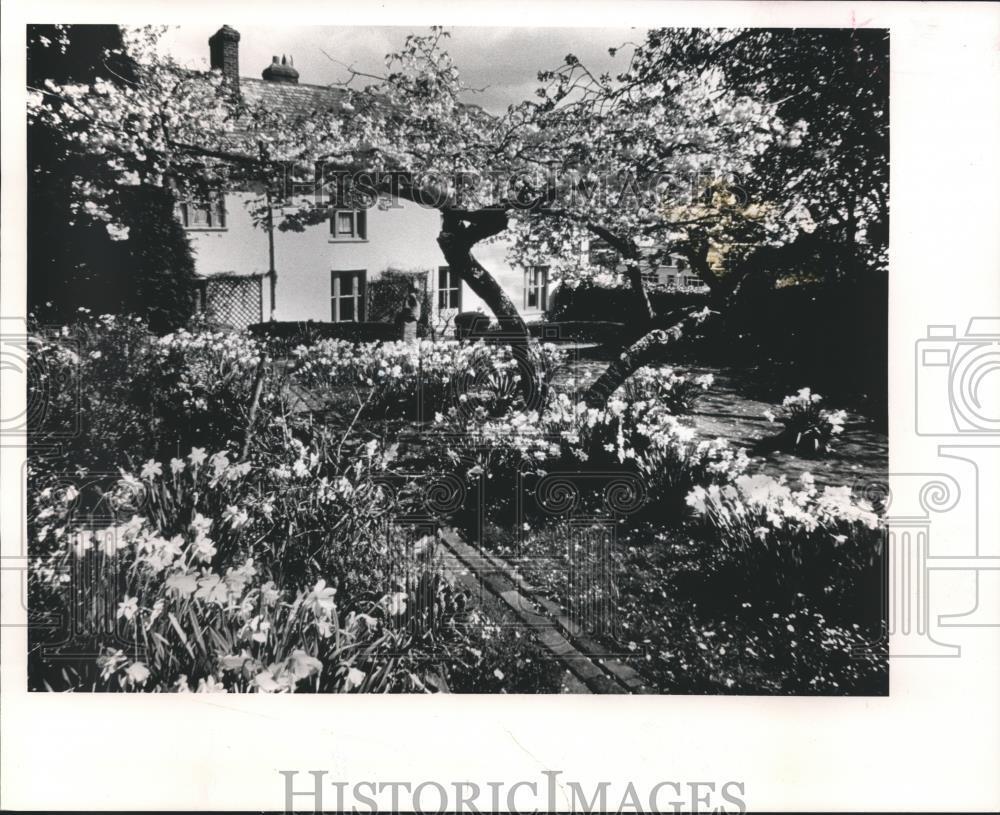 1989 Press Photo Garden of Daffodils in England - mjb10490