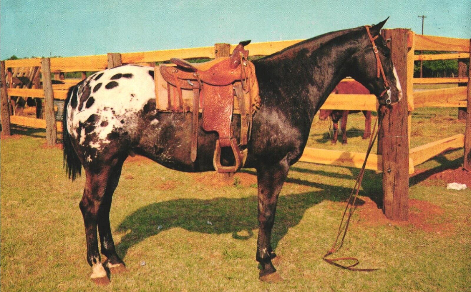 Postcard Grand Champion Appaloosa Gelding Horse with Saddle c1950s