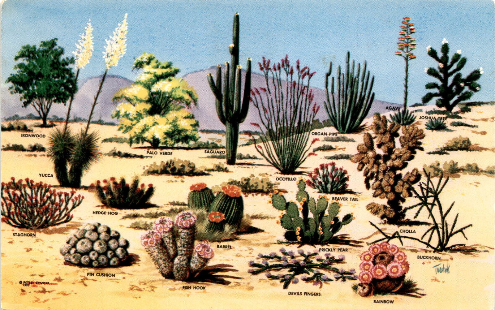 Colorful Southwest Cacti Painting Postcard - Saguaro, Ocotillo