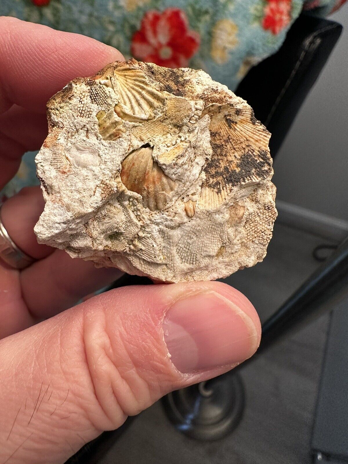 300-400 million year old fossil from Kentucky sea bed shells and sponge