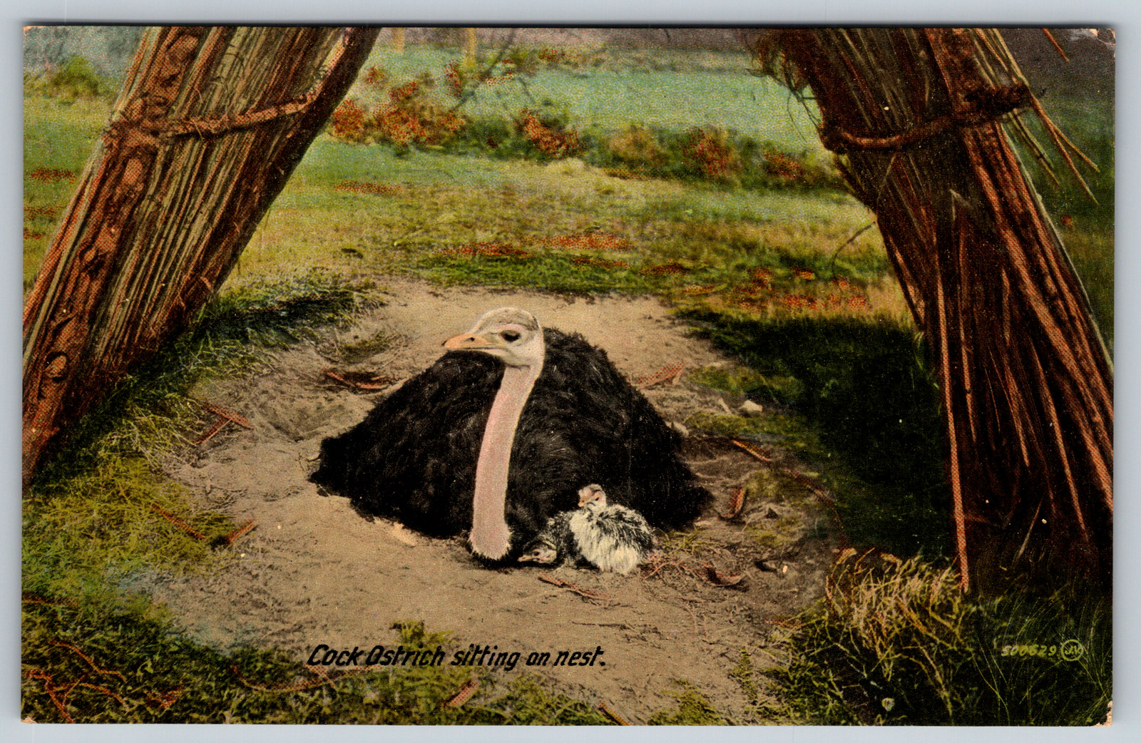 c1910s Cock Ostrich SItting on Nest Antique Baby Vintage Postcard