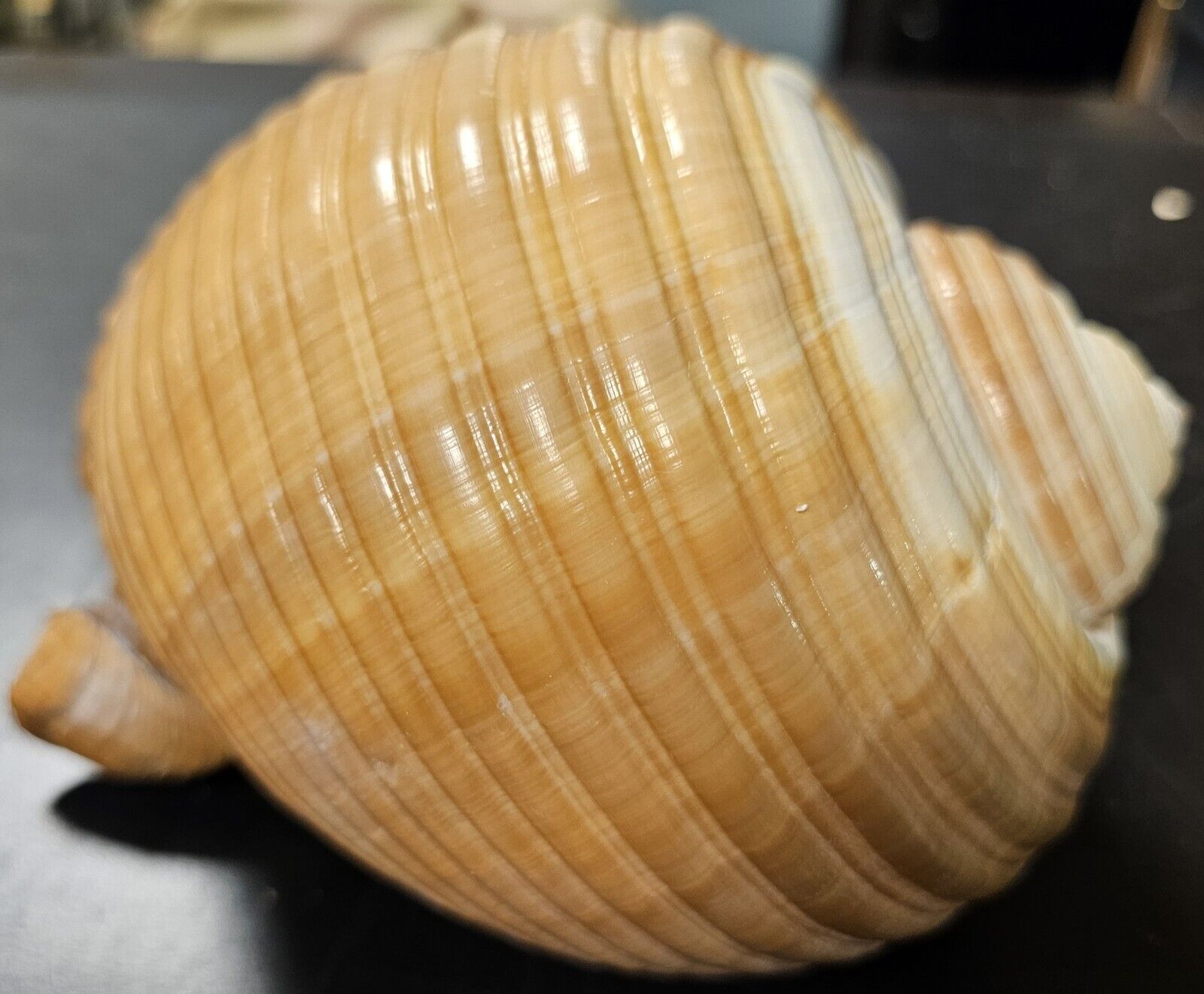 Tonna Shell Large Approximately 5.5\