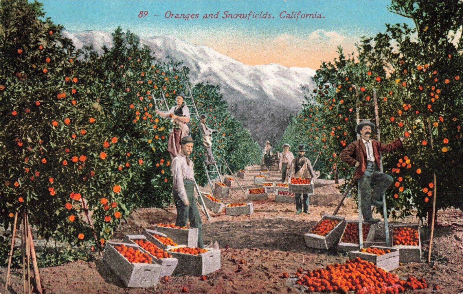 CA California, Oranges and Snowfields, Vintage Postcard