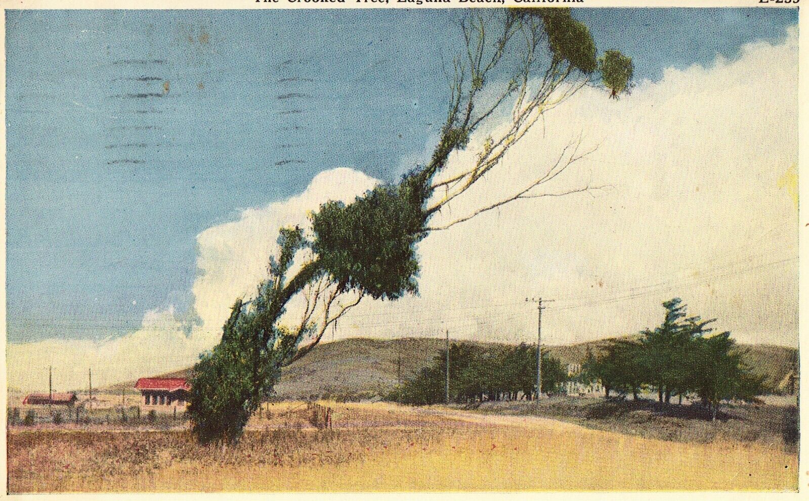 The Crooked Tree - Laguna Beach, California Postcard