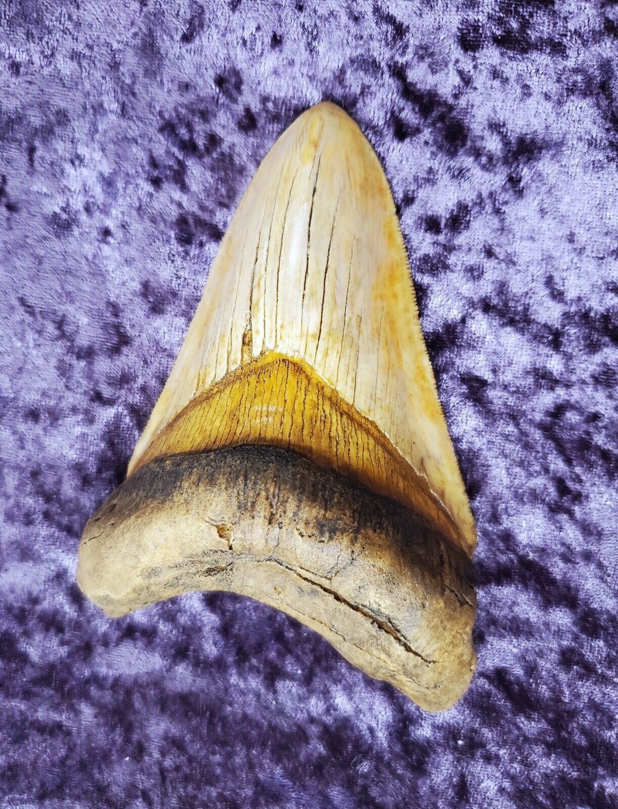 Megalodon shark tooth replica Bone Clones great white