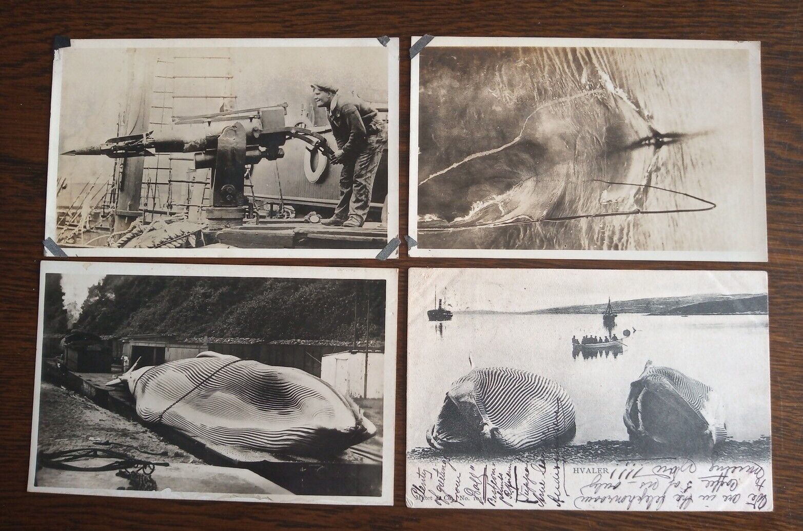 Important Extensive WHALING Industry Collection Postcards, Photos, Stamps, cards
