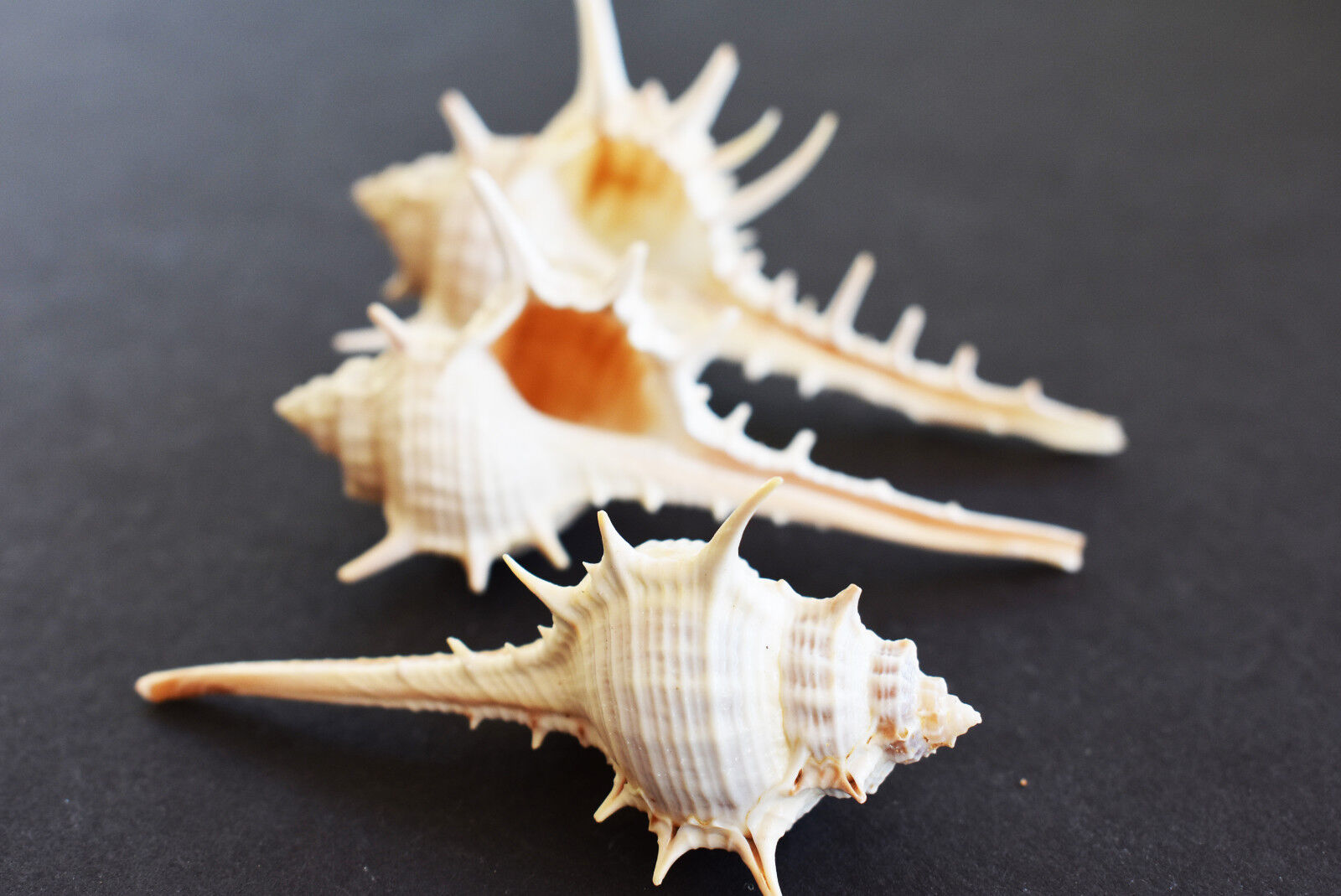 12 Beautiful Unique Murex Turnispina Shells 2\