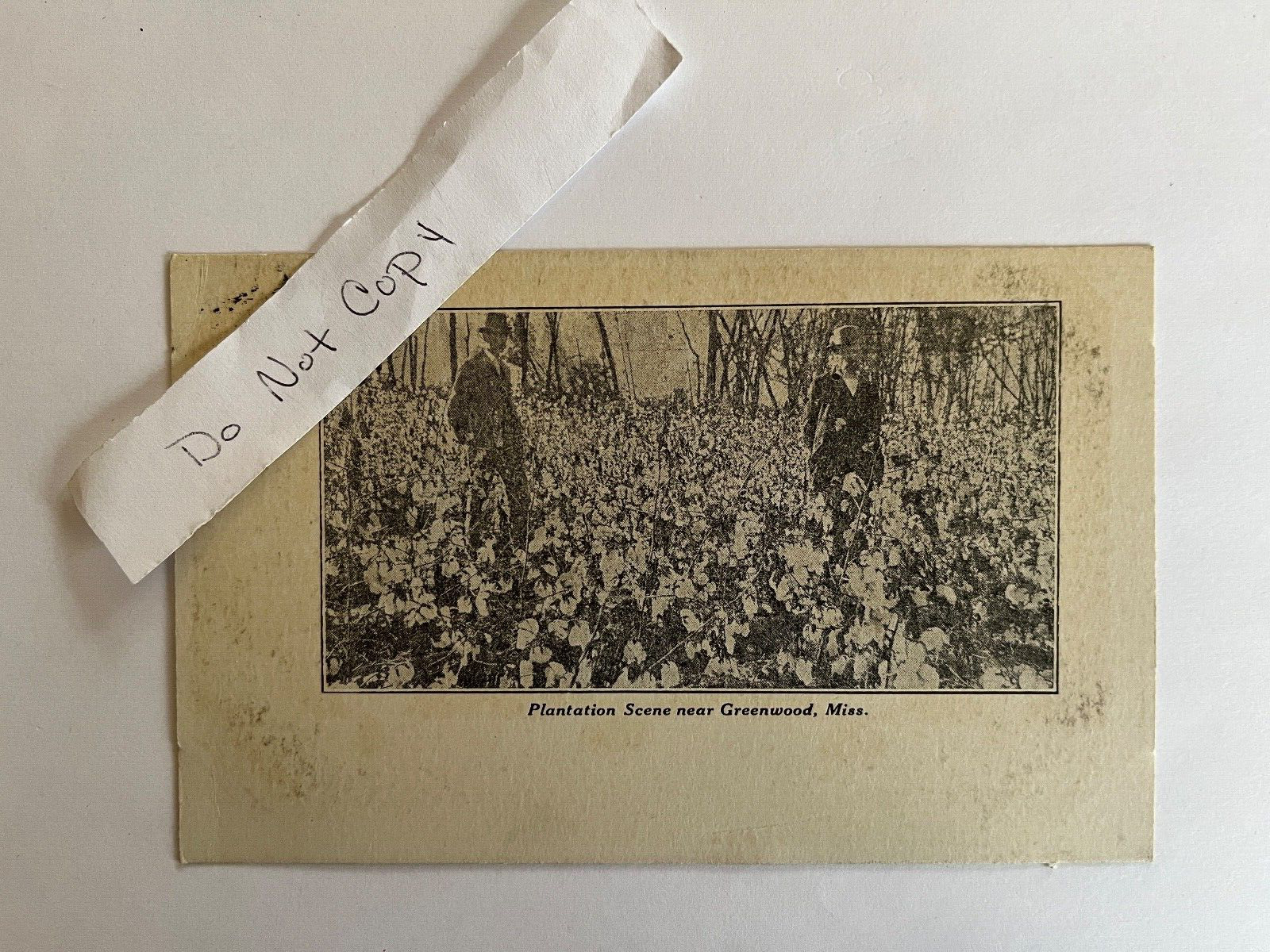 Greenwood, Mississippi - Plantation Scene - UDB vintage postcard