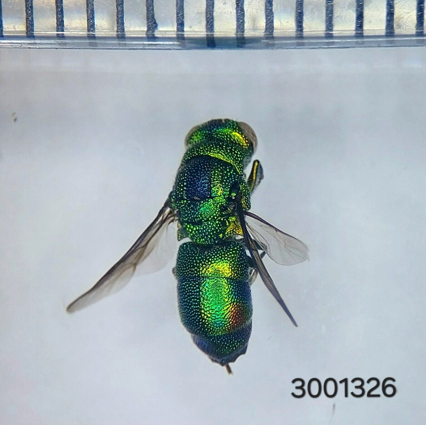 Hymenoptera Chrysididae sp.  #1326 NORTH THAILAND
