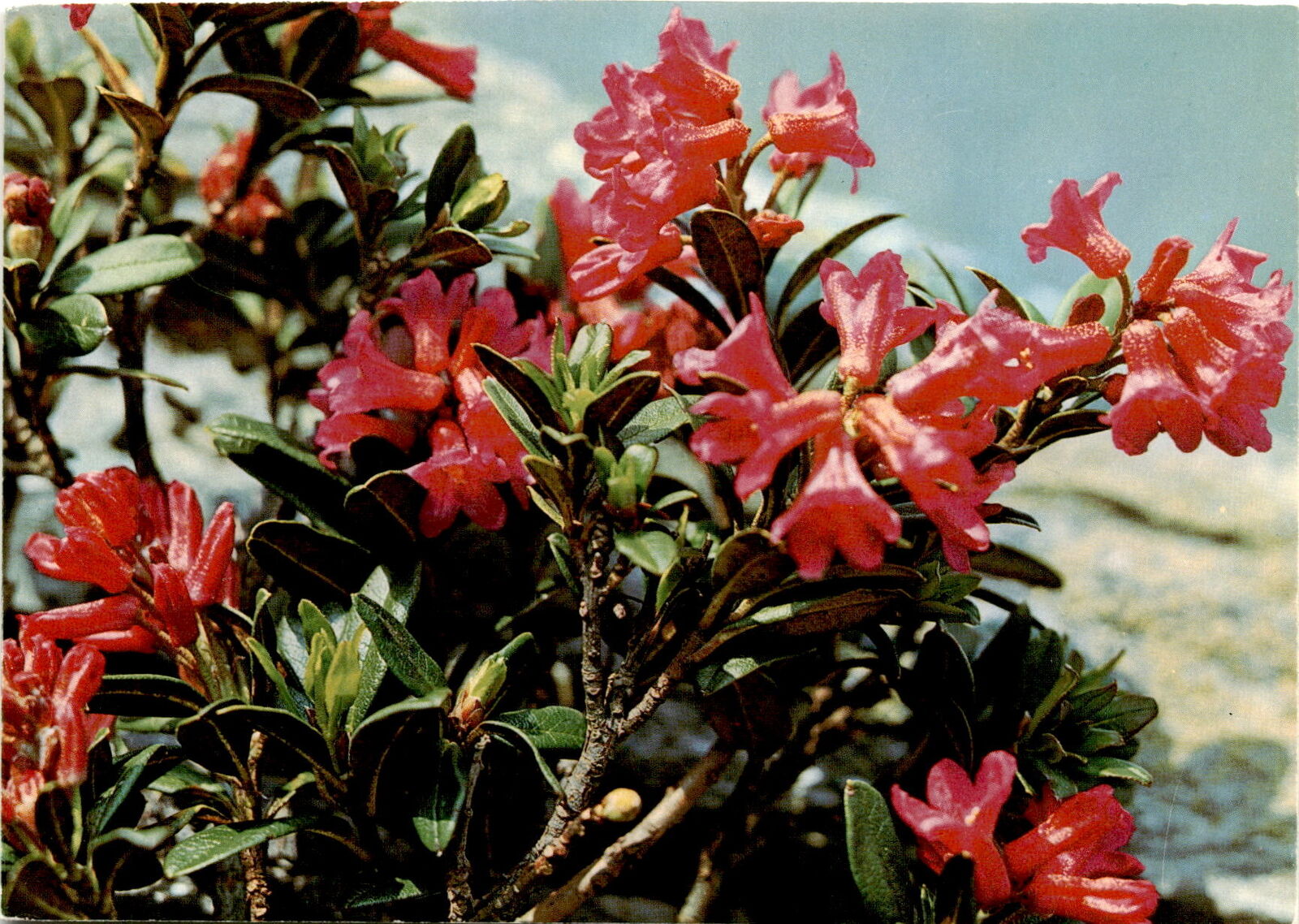 Rhododendron ferrugineum, Alpine Rose, Alps, Europe, pink flowers,  Postcard