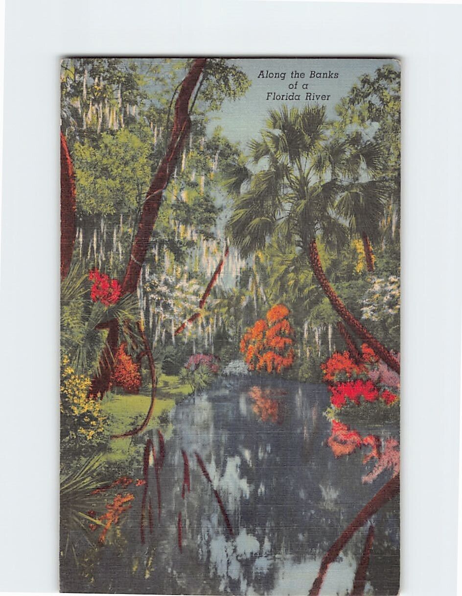 Postcard Picturesque View Along the Banks of a River in Florida USA
